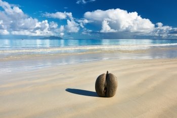Sea’s coconuts (coco de mer) on beach at Seychelles, Mahe