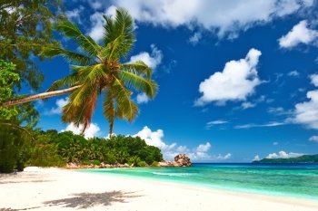 Beautiful beach with palm tree at Seychelles, La Digue.