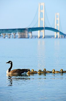 Duck with ducklings with Mackinac suspension bridge at background, built in 1957, Michigan, USA