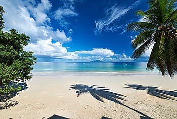Beautiful beach with palm tree at Seychelles, Mahe