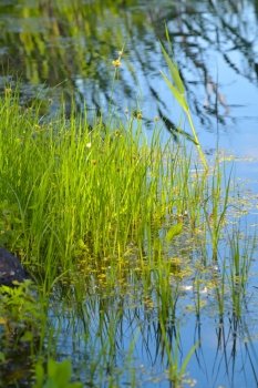 Young shoots of bulrush on the lake