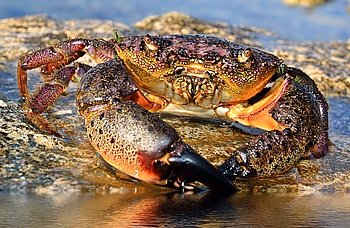 Large Stone Crab sits on the seashore