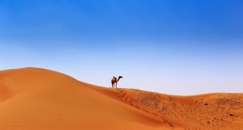 camel on the crest of a sand dune on the horizon. camel in the desert