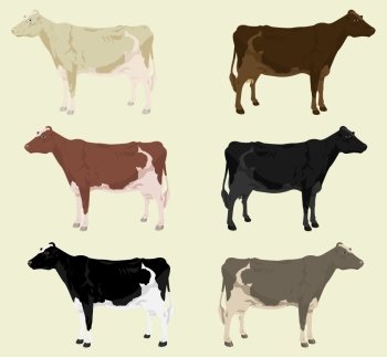 Cow3. Some cows on a farm of different colouring. A vector illustration