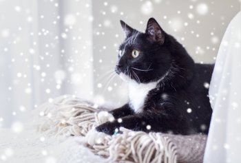 pets, domestic animals and comfort concept - black and white cat lying on plaid at home over snow effect