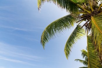travel, tourism, vacation, nature and summer holidays concept - cocoa palm tree and blue sky