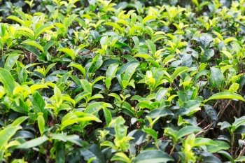 agriculture, farming, flora and nature concept - tea plantation field on Sri Lanka