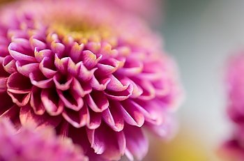 gardening, flowers, floristry, holidays and flora concept - close up of beautiful pink chrysanthemums