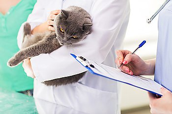 medicine, pet, animals, health care and people concept - close up of veterinarian doctor with british cat and assistant with clipboard taking notes at vet clinic
