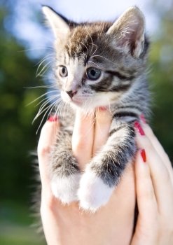 closeup picture of female hands holding little kitty