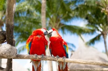 nature and animals concept - couple of red parrots sitting on perch