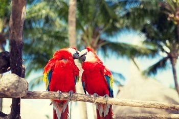 nature and animals concept - couple of red parrots sitting on perch