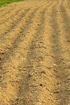 furrows on the field for cultivating plants
