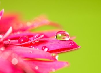 Water drop on the pink flower over green background