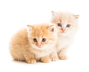 Two red kittens isolated on white background