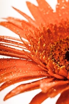 Red gerbera with waterdrops isolated on white closeup