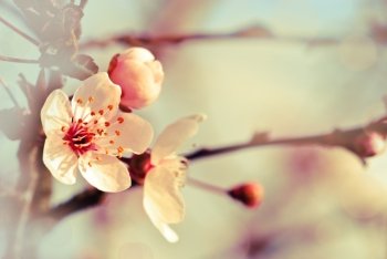 Spring background from glossom of plum and blue sky, pastel tones, selective focus