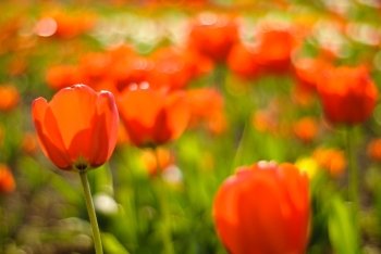 Red tulips field, Shallow DOF. Spring background
