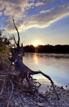 Fallen tree on the river, sunset on Tysa