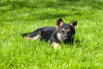 shepherd puppy lie on the green grass