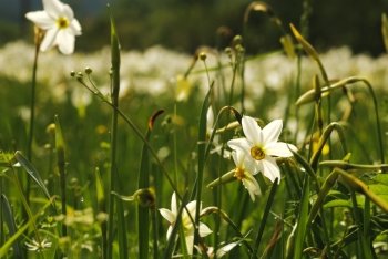 National park of wild narcissies  - Narcissus Valley. Famous Narcissus Valley, the only in Europe reserve of the narrow leaf narcissuses. The international network of biosphere reserves by UNESCO