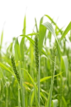 Green wheat on white background. Close up ears