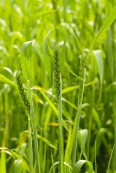 Green wheat background. Close up three ears