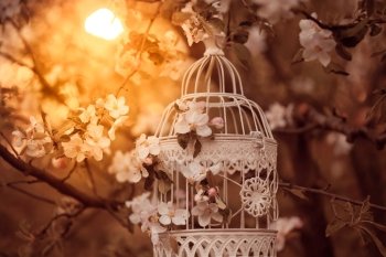 Bird cage on the apple blossom tree in evening glow. bird cage - romantic decor