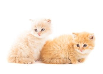 Two red kittens isolated on white background. Two red kittens