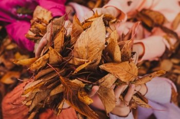 Four girls playing with autumn leaves, close up in hands