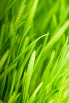 Green grass close up as a bacgkround. The Green grass 