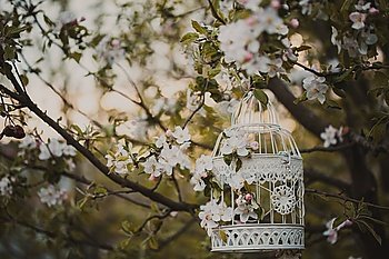 Bird cage on the apple blossom tree in sunset.. bird cage - romantic decor