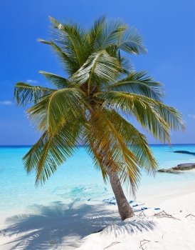 Palm trees on tropical island 