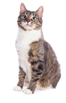 european cat sitting on a white background