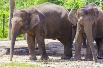 Indian Elephants, Malaisia.
