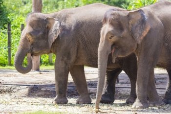 Indian Elephants, Malaisia.
