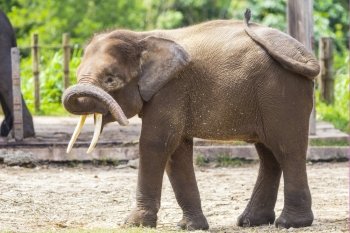 Indian Elephant child, Malaisia.
