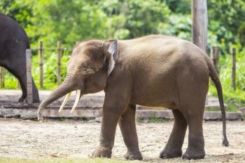 Indian Elephant child, Malaisia.
