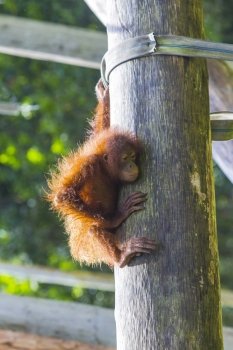 Baby orangutan  swinging in tree . Borneo, Indonesia.