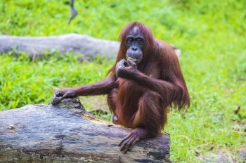 Orangutan in Sumatra, Indonesia