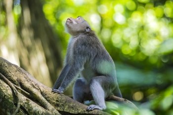 Monkey at Sacred Monkey Forest, Ubud, Bali, Indonesia