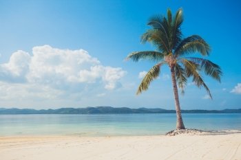A single palm tree on a beautiful tropical beach with white sand