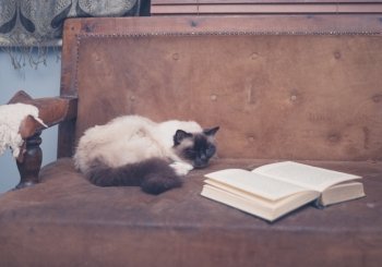 A cat is studying an open book on a sofa
