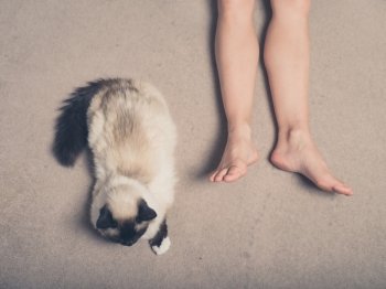 A Birman cat and the feet of a young woman on a carpet