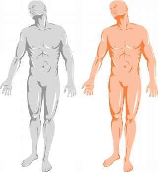 illustration on the human anatomy showing a male standing on isolated background. male human anatomy standing