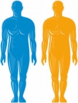 illustration of a Male human anatomy standing front. Male human anatomy standing front
