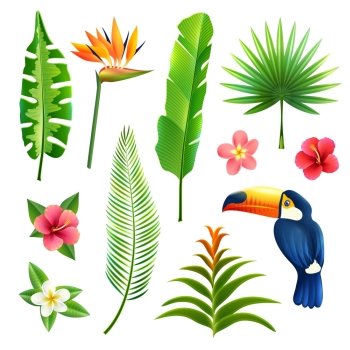 Tropical gardens  leaves and flower set with toucan bird isolated vector illustration