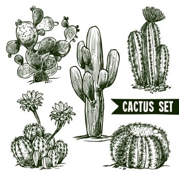 Different shapes desert and domestic cactus sketch set isolated vector illustration. Cactus Sketch Set
