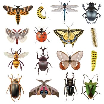  Insects Icons Set. Insects realistic icons set with butterfly and beetles isolated vector illustration 