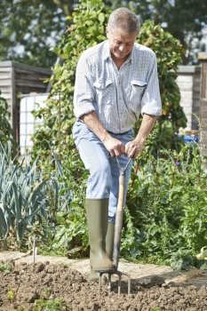 Senior Man Digging Vegetable Patch On Allotment